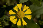 Common sneezeweed